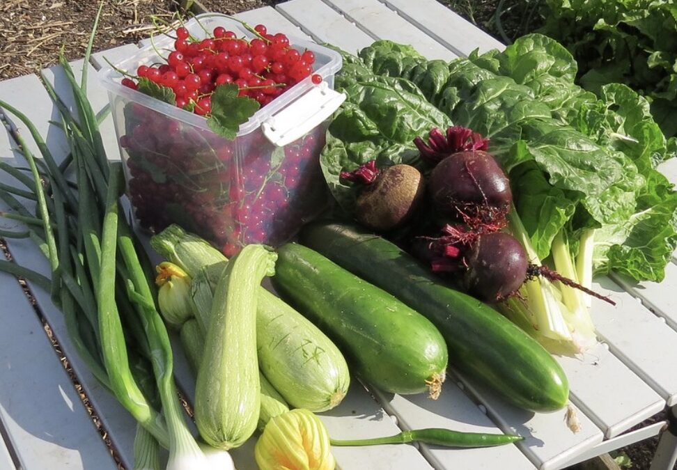 vege gardening